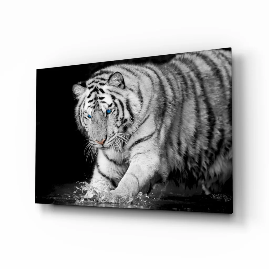 Stunning white tiger tempered glass art with black stripes, blue eyes, size comparison