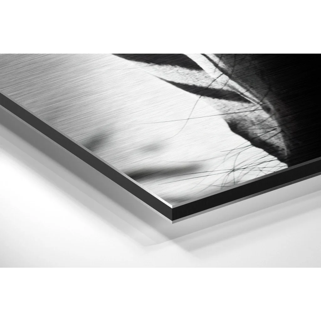 Stunning zebra portrait on brushed aluminium dibond print