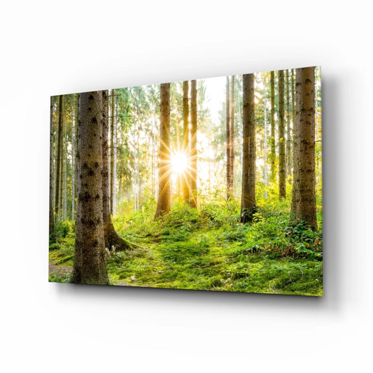 Sunlit forest canvas wall art with vibrant green trees and moss