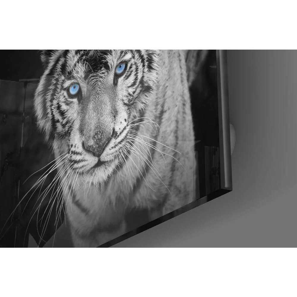 Striking black-and-white white tiger glass wall art with piercing blue eyes