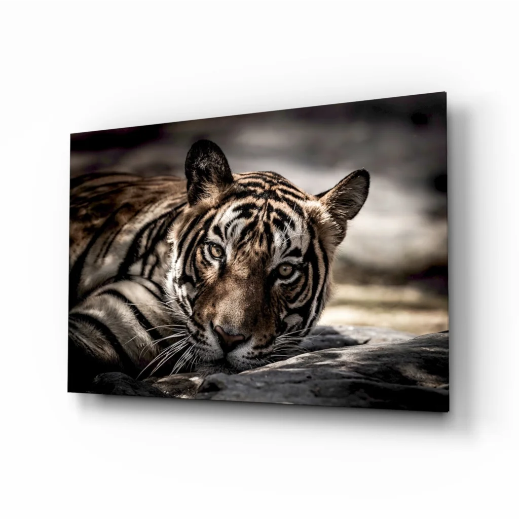 Striking black and white tiger eyes wall art print on glass wall