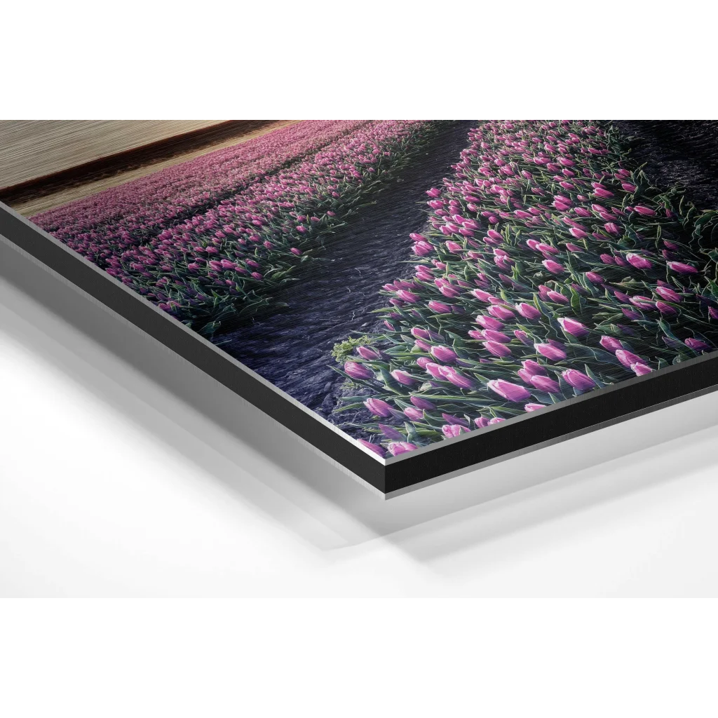 Vibrant pink tulips on brushed aluminium dibond print