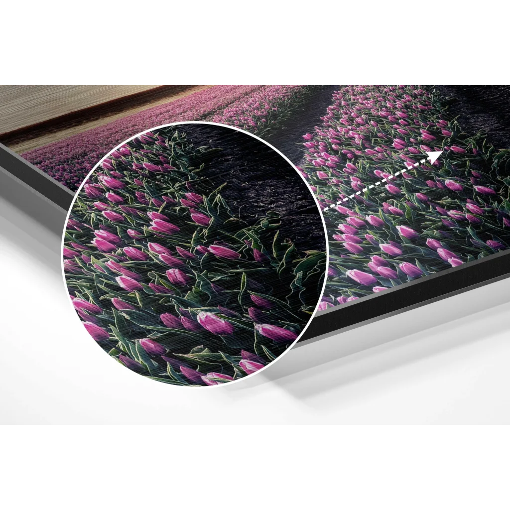 Vibrant pink tulips on brushed aluminium dibond print