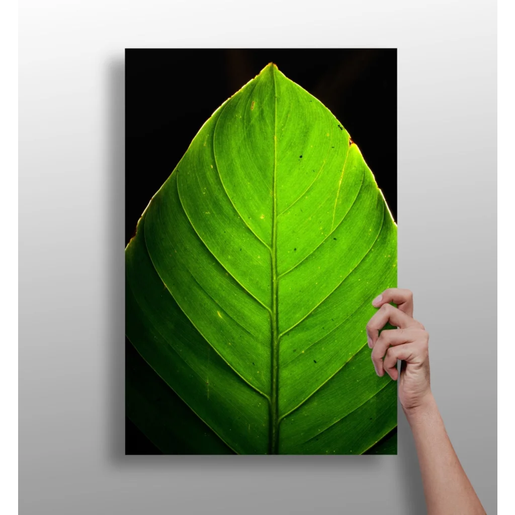 Vibrant green leaf aluminum print with detailed vein patterns