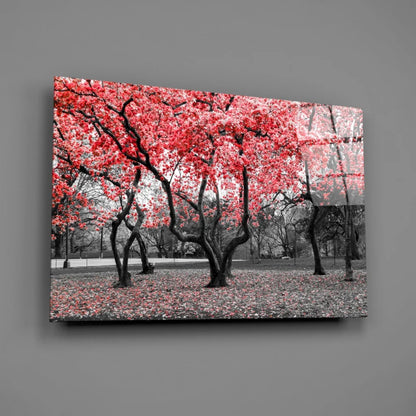 Vibrant red cherry blossom tree glass wall art print on black white background