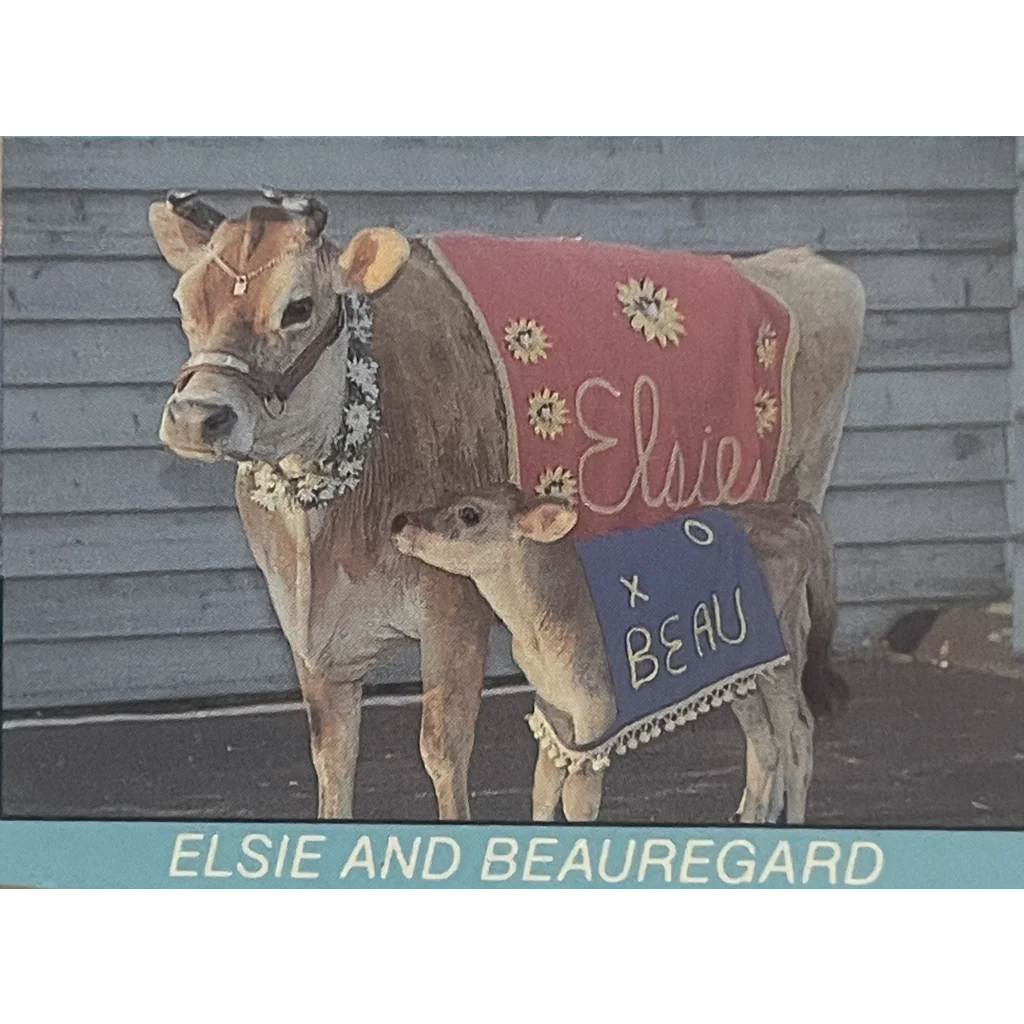 Vintage Elsie and Beauregard 🐄 Borden Cow Postcard RIP to Another USA Icon! Collectibles Antique Collectible Items