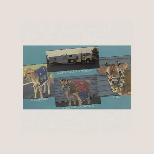 Vintage Elsie Borden cow postcard featuring Beauregard Borden Cow and pepper sauce sticker