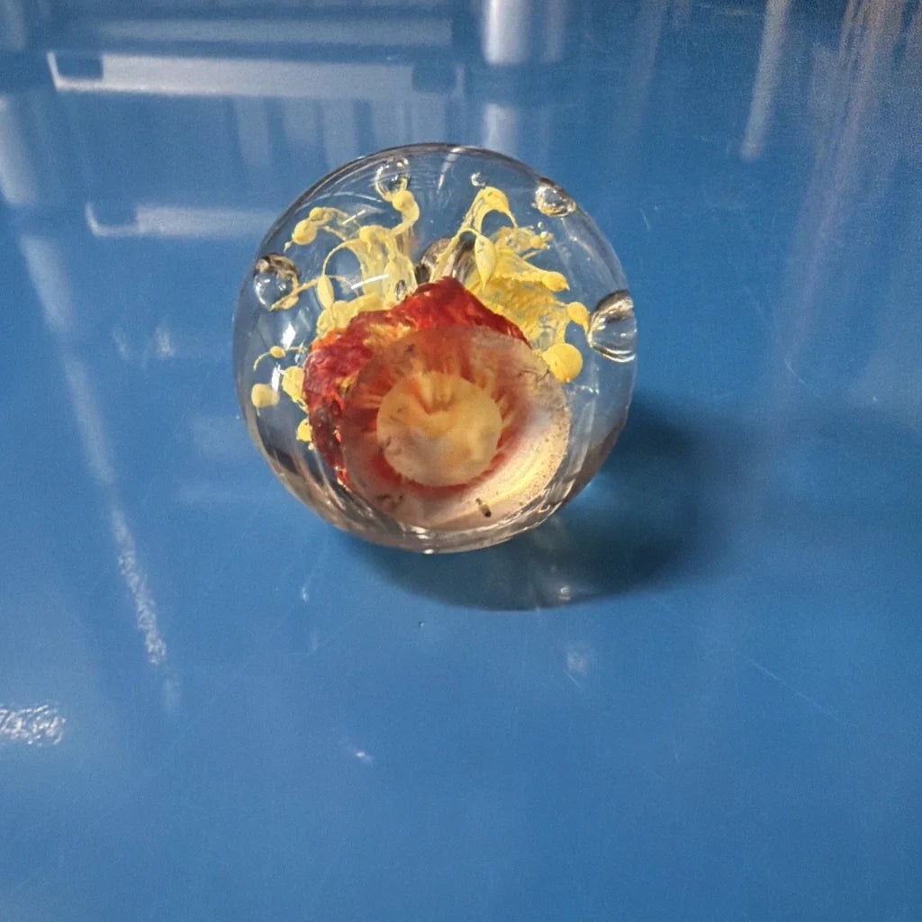 Vtg art glass oval paperweight with preserved flower in clear orb