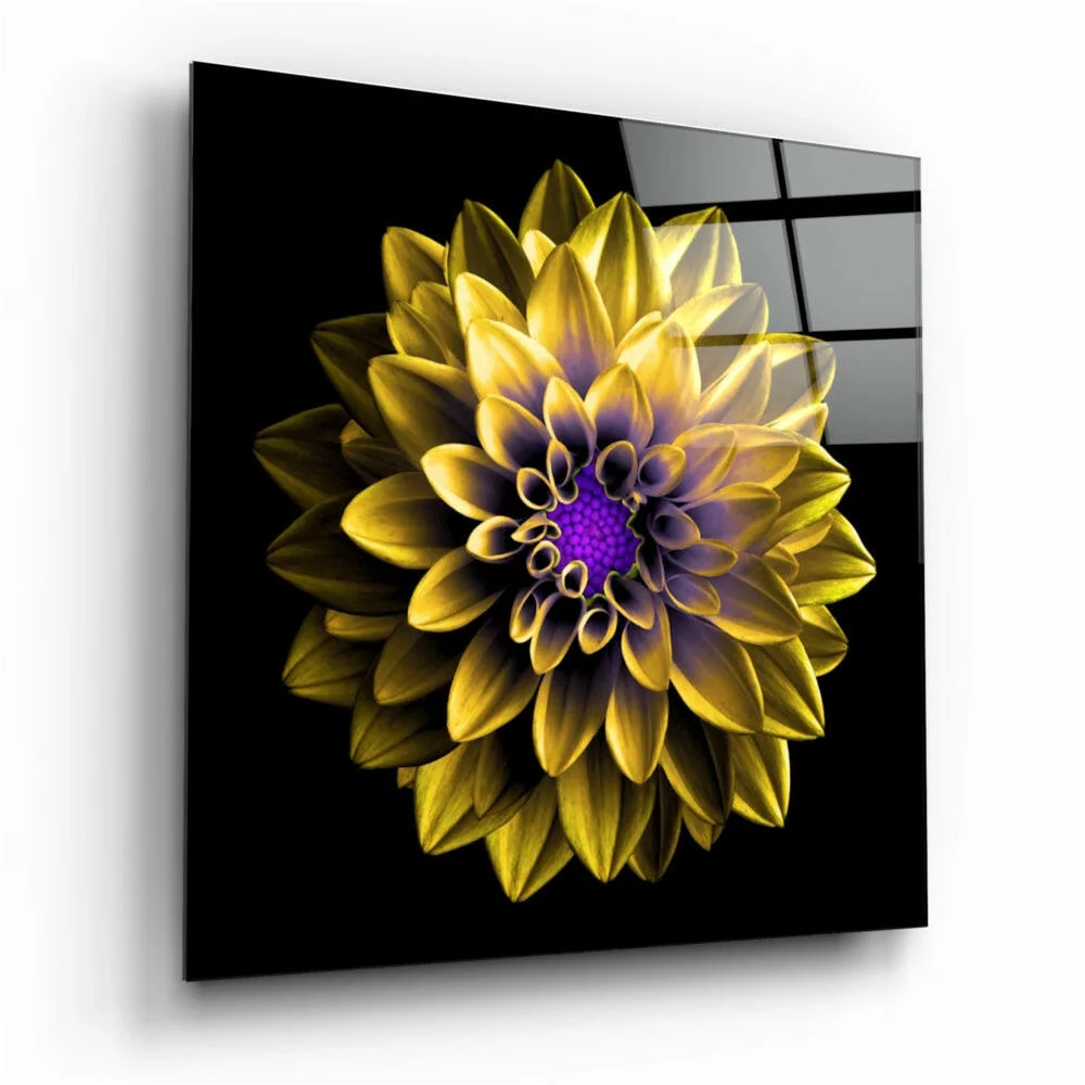 Vibrant yellow and purple dahlia glass wall art panel on glossy black square