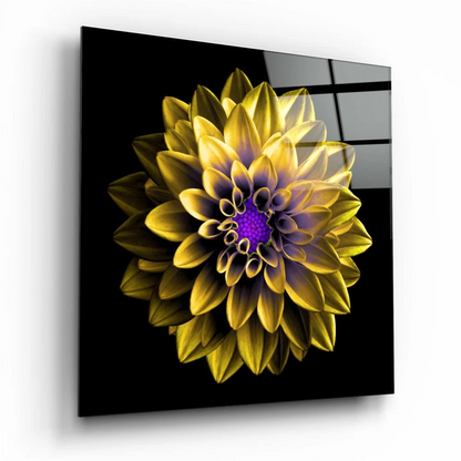Vibrant yellow and purple dahlia glass wall art panel on glossy black square