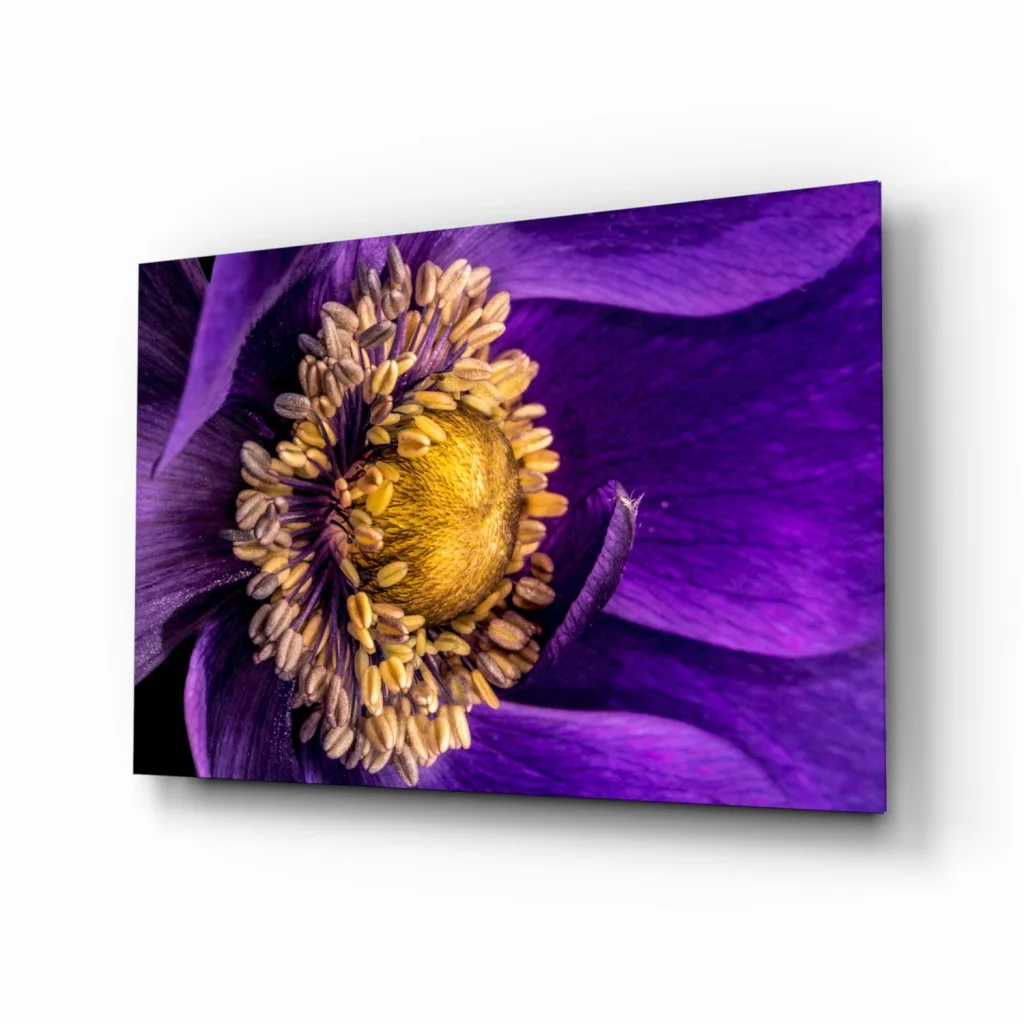 Stunning purple anemone flower wall art canvas print with vibrant yellow center