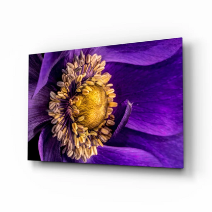 Stunning purple anemone flower wall art canvas print with vibrant yellow center
