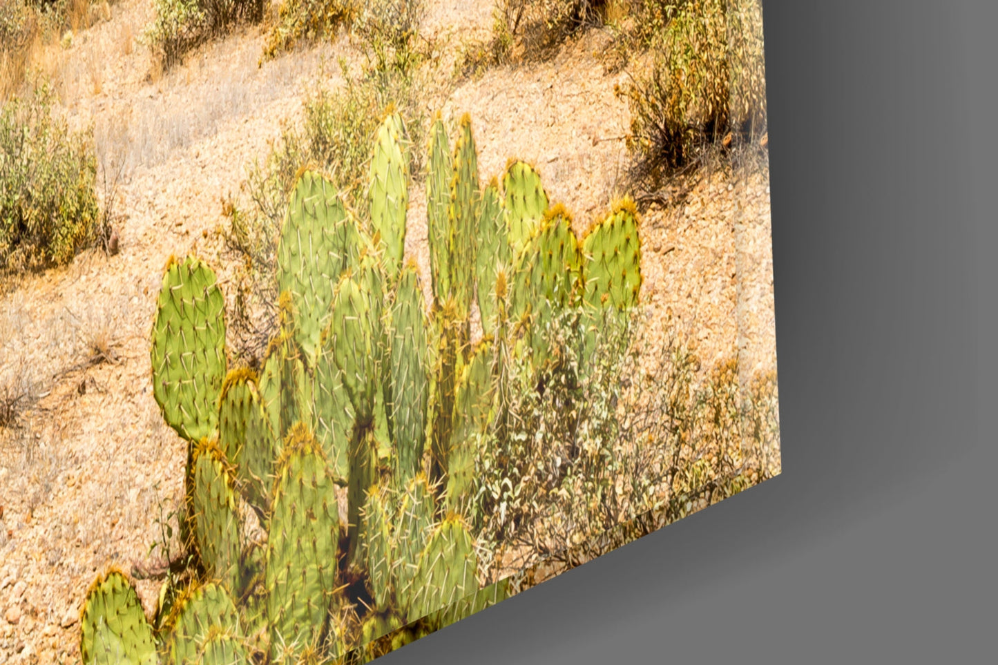 Prickly pear cactus with green paddles and yellow flowers growing in sandy desert terrain surrounded by sparse shrubs.