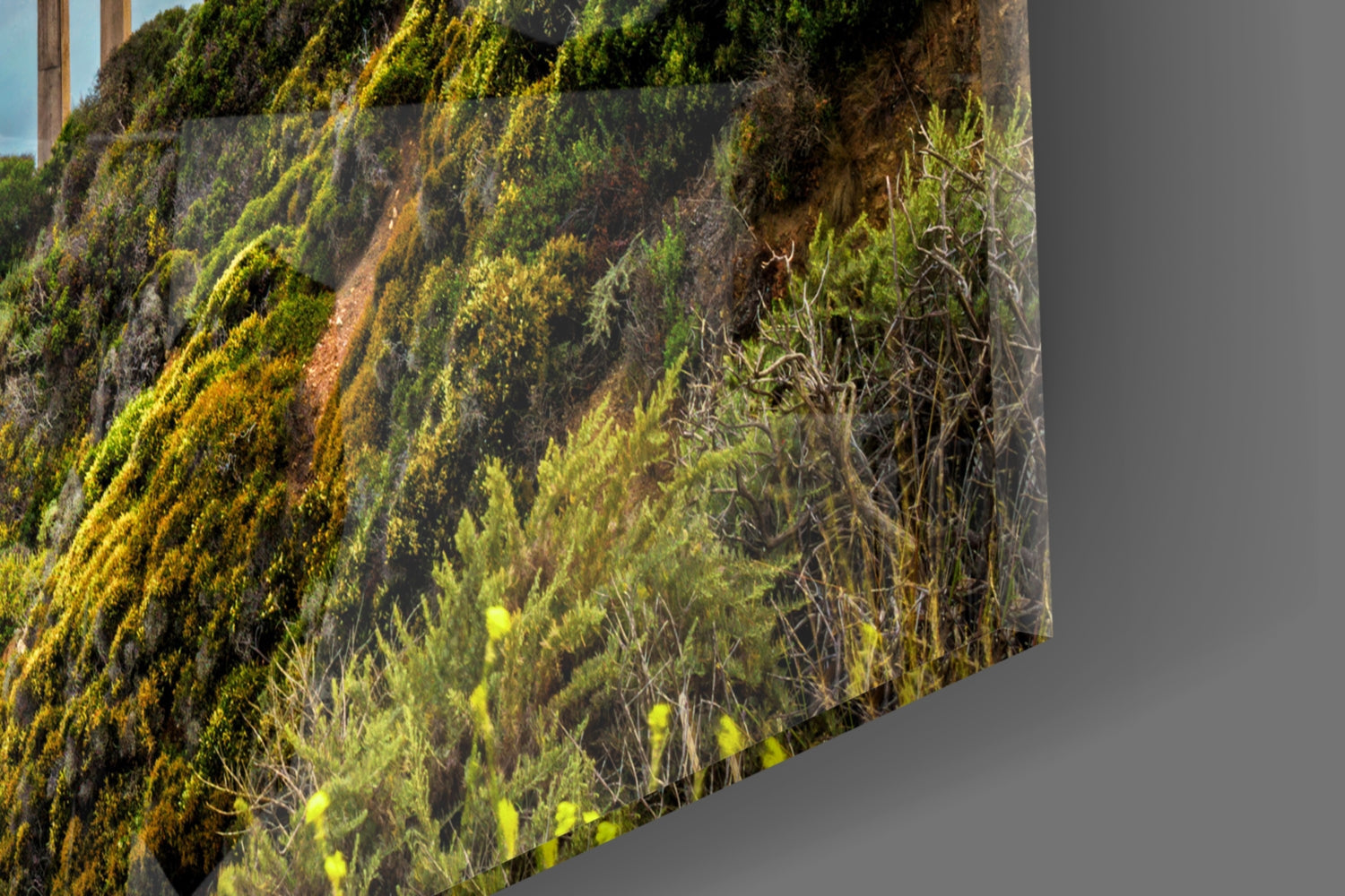 Close-up of moss and lichen-covered stone surface in yellow-green and brown tones.