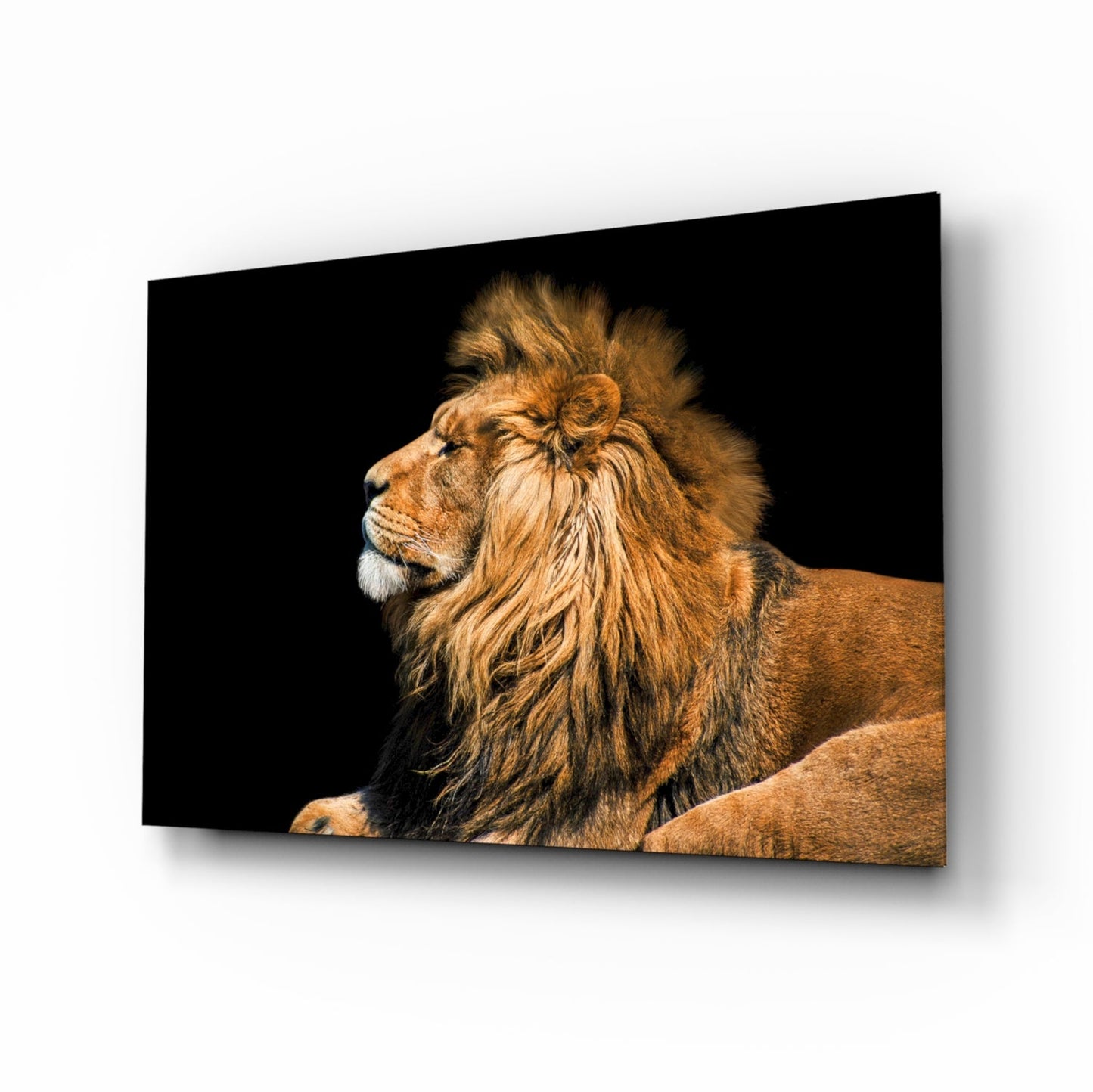 Reclining Golden Lion Profile Glass Wall Art