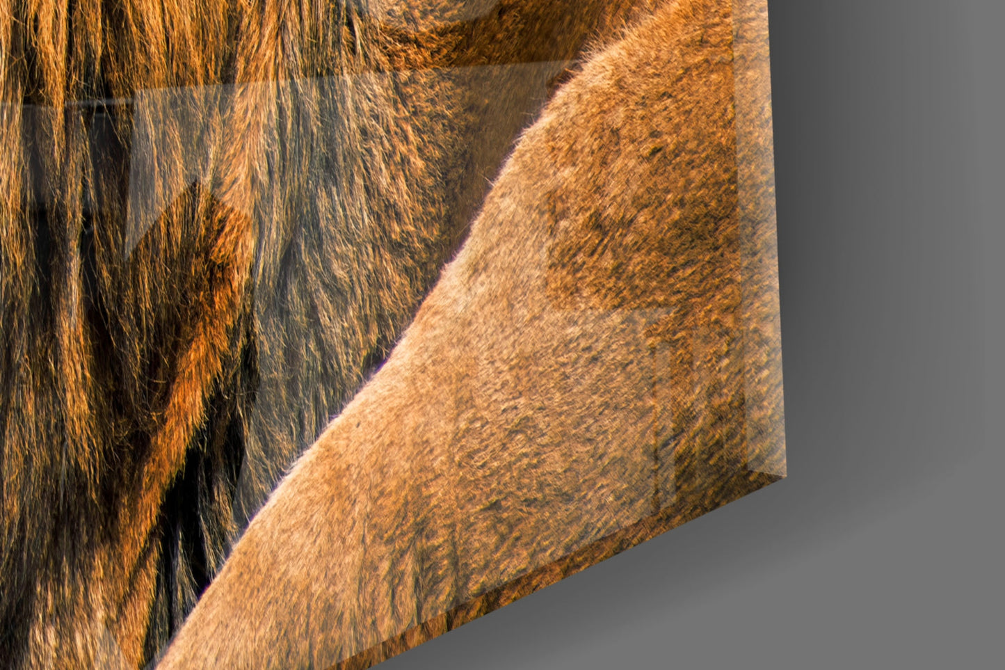 Reclining Golden Lion Profile Glass Wall Art