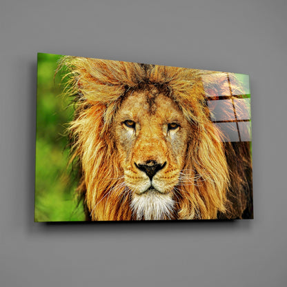 Golden Lion Green Meadow Glass Wall Art