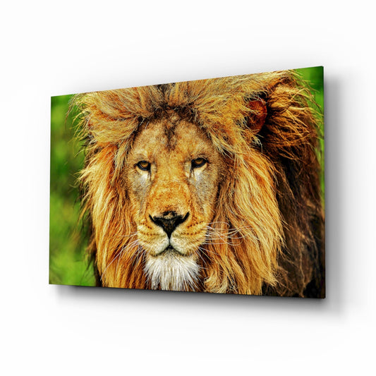 Close-up front view of a lion's head with golden mane and white chin fur against a blurred green background on glass wall art.