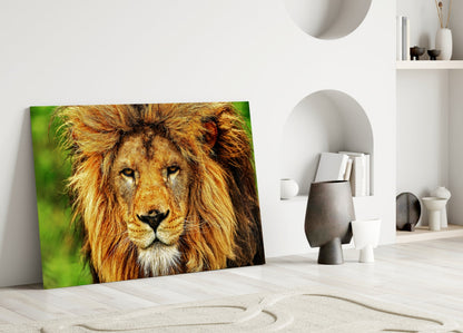 Golden Lion Green Meadow Glass Wall Art