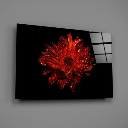 Red Dewy Gerbera Flower Glass Wall Art