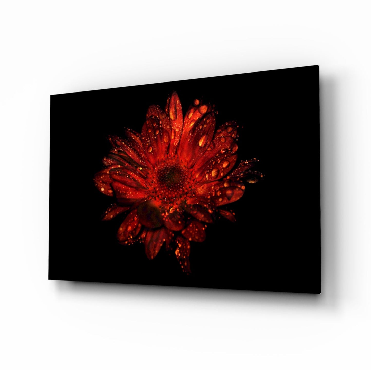 Red Dewy Gerbera Flower Glass Wall Art