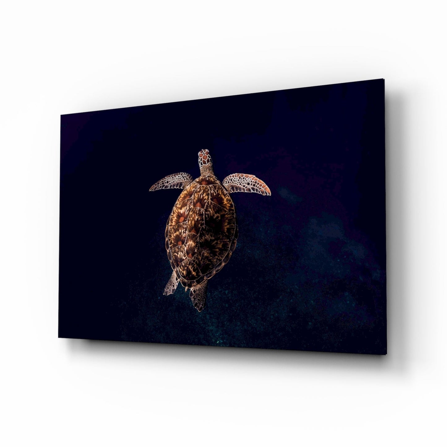Sea turtle swimming downward against dark blue ocean background on glass wall art panel.