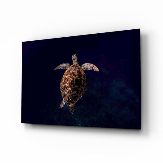 Sea turtle swimming downward against dark blue ocean background on glass wall art panel.