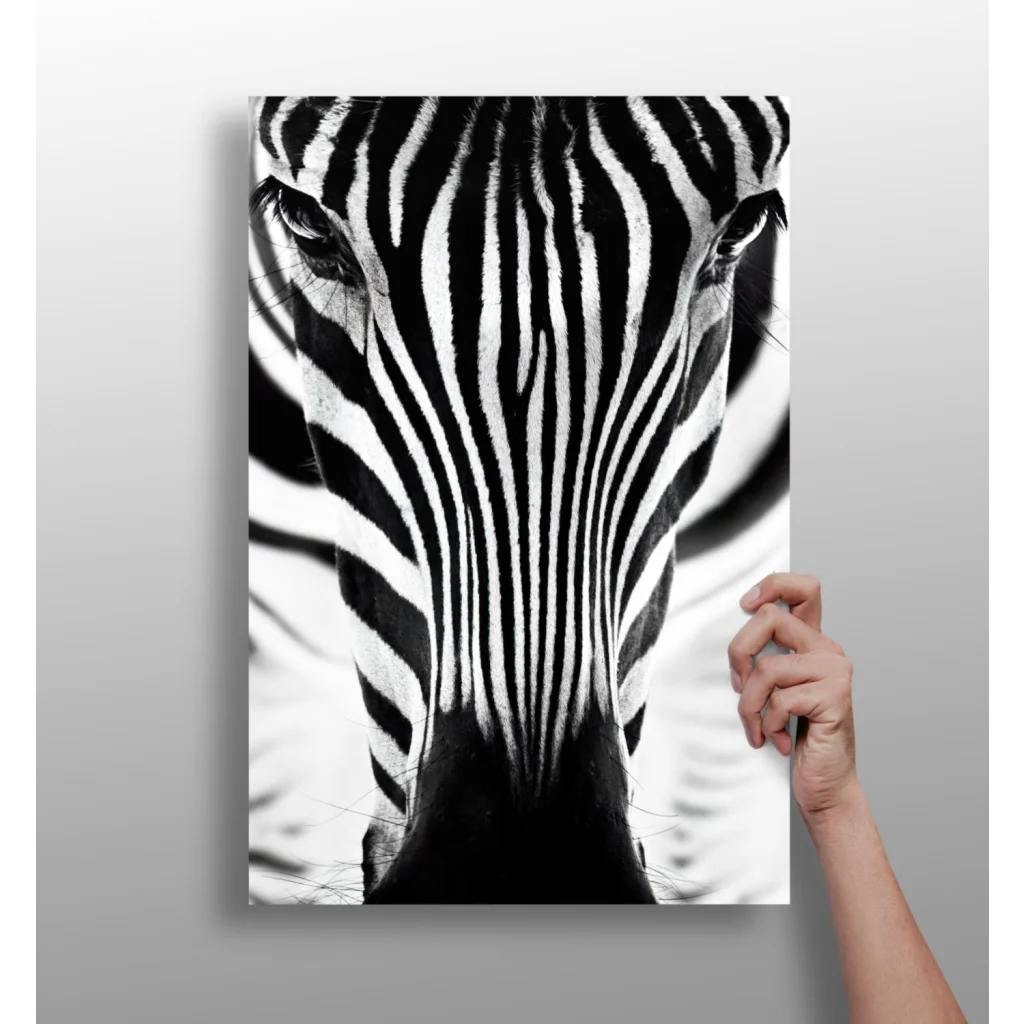 Striking zebra eye insigne aluminum print with bold black-and-white stripes